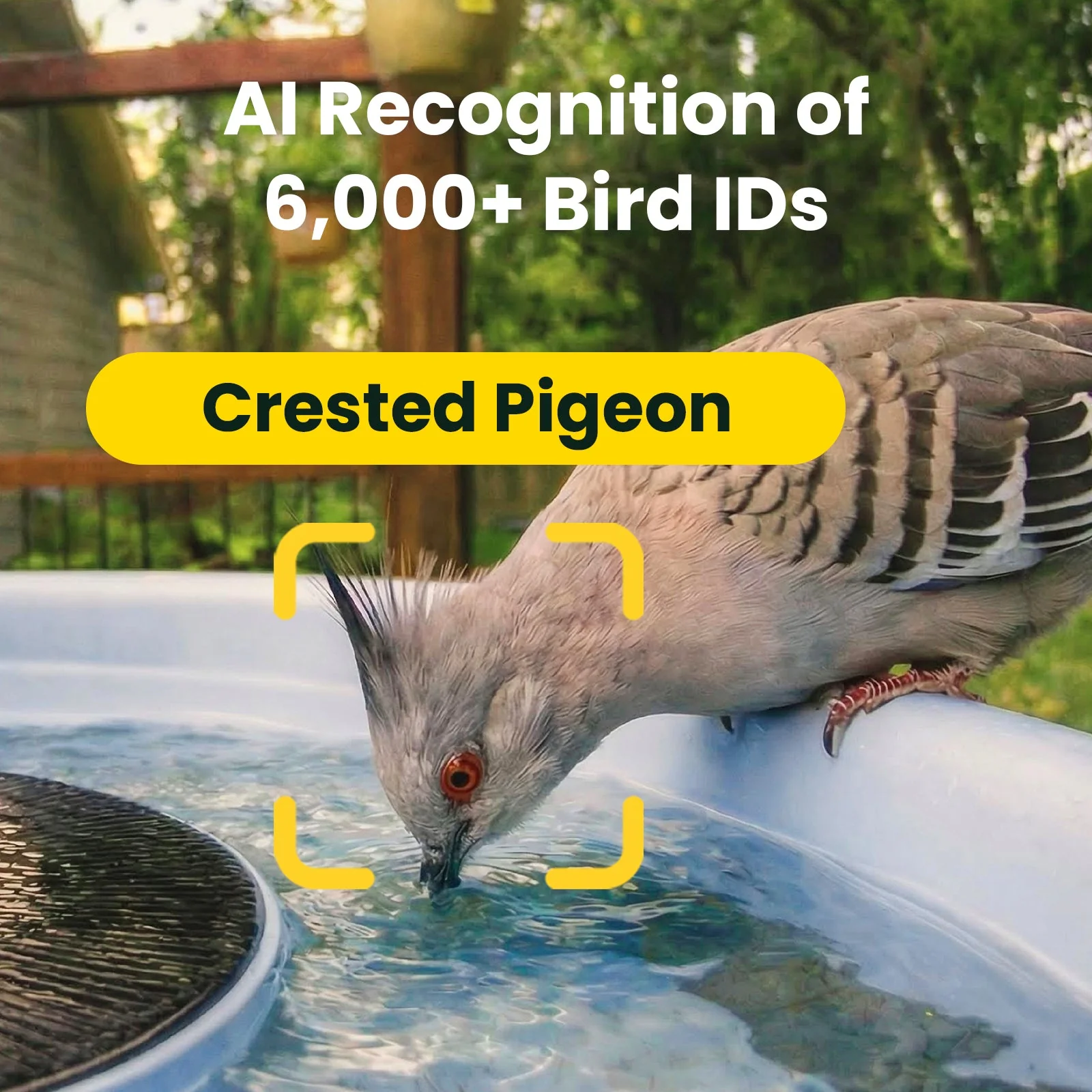 Birdfy Bath Pro AI Lifetime 
Free - Image 3