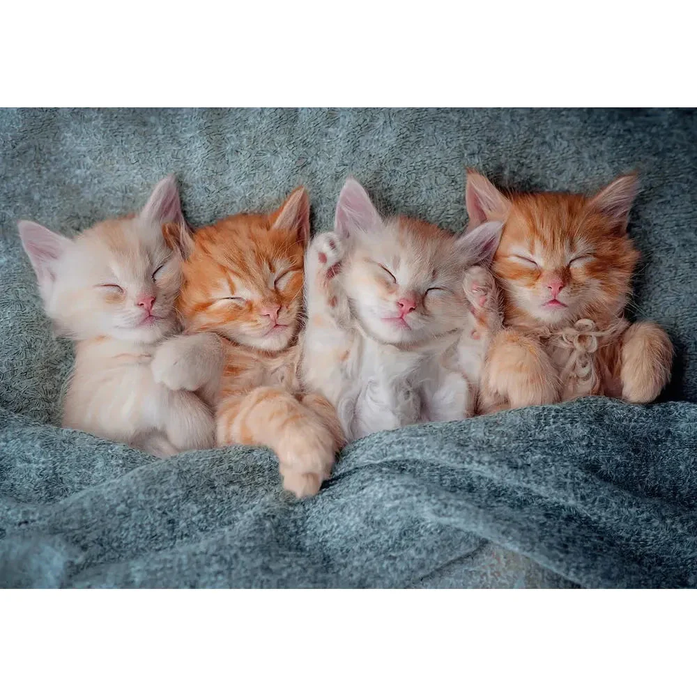 Castorland 1000-Pieces The Sweetest Kittens Puzzle - Image 2