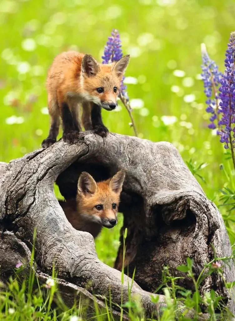 Ravensburger 300pc Curious Foxes Puzzle - Image 2